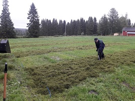 Vesiruttomassan levitystä perunalohkolle.